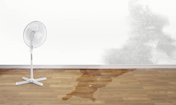 Best Water damage restoration experts  in Texas City, TX