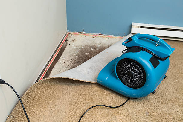 Best Flood damage cleanup  in Texas City, TX